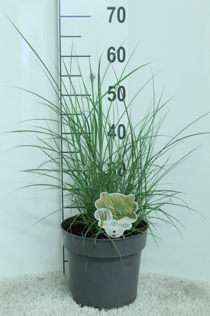 Miscanthus Kleine Silberspinne 65cm 23cm Pot