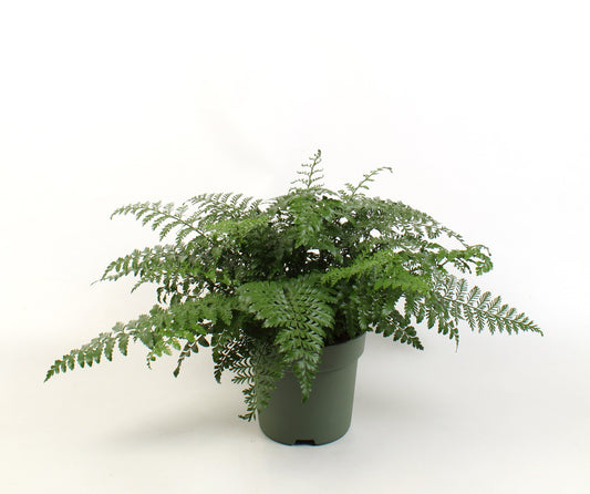 Asplenium Parvati 50cm 21cm Pot