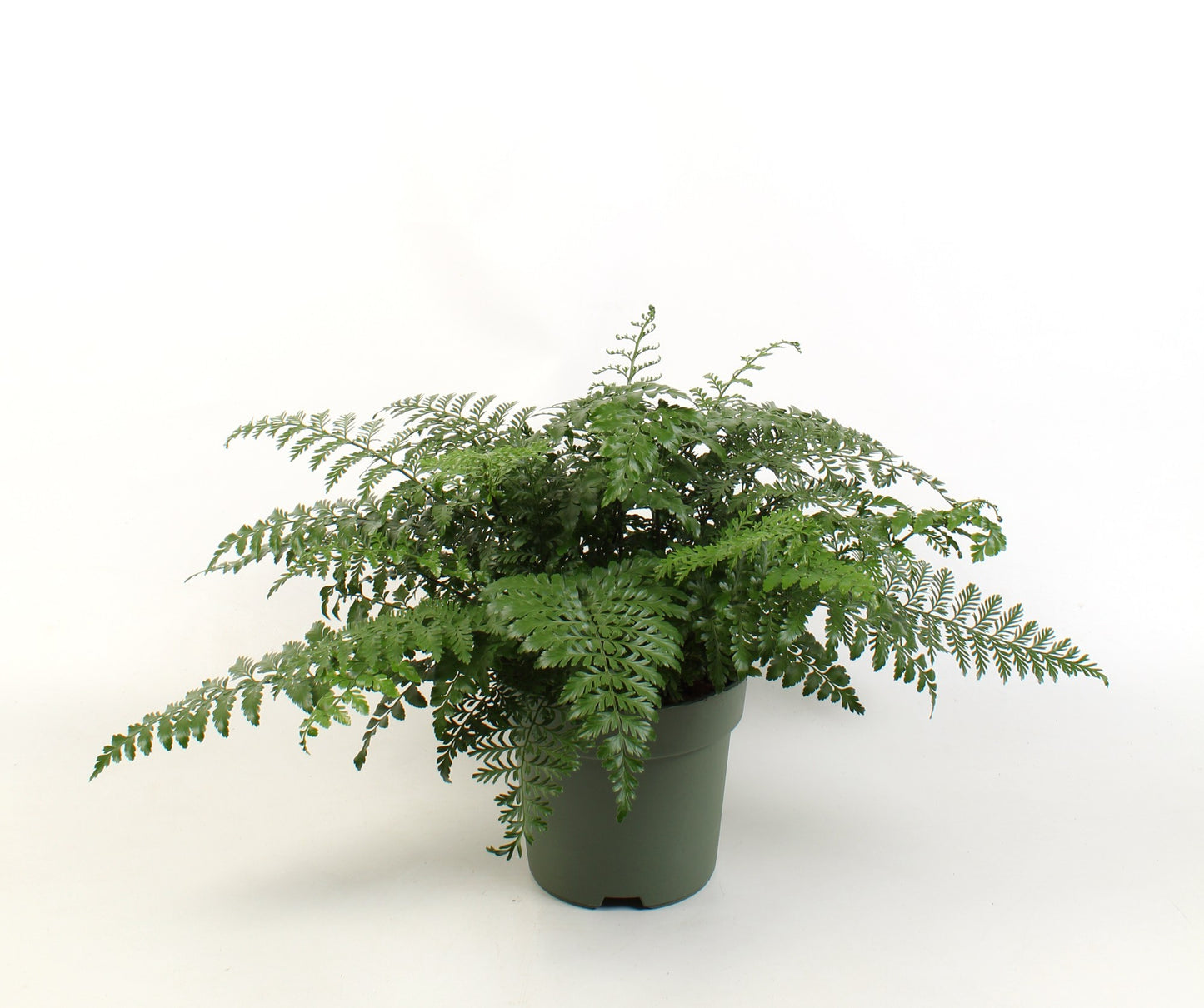 Asplenium Parvati 50cm 21cm Pot