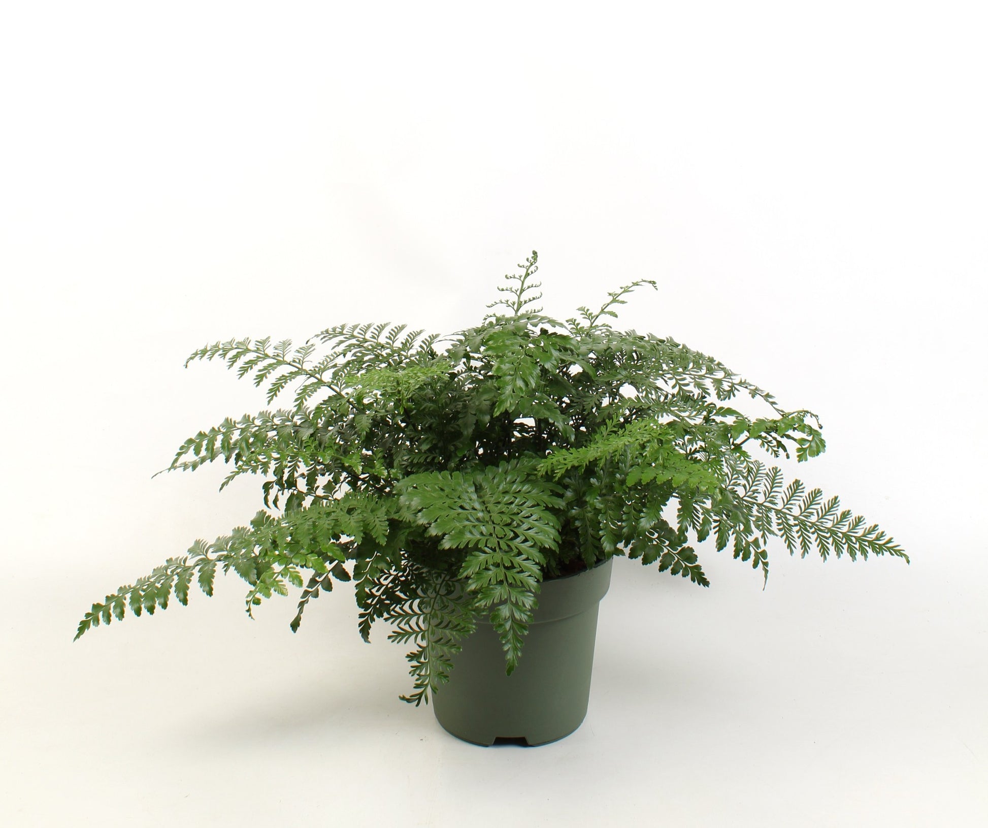 Asplenium Parvati 50cm 21cm Pot