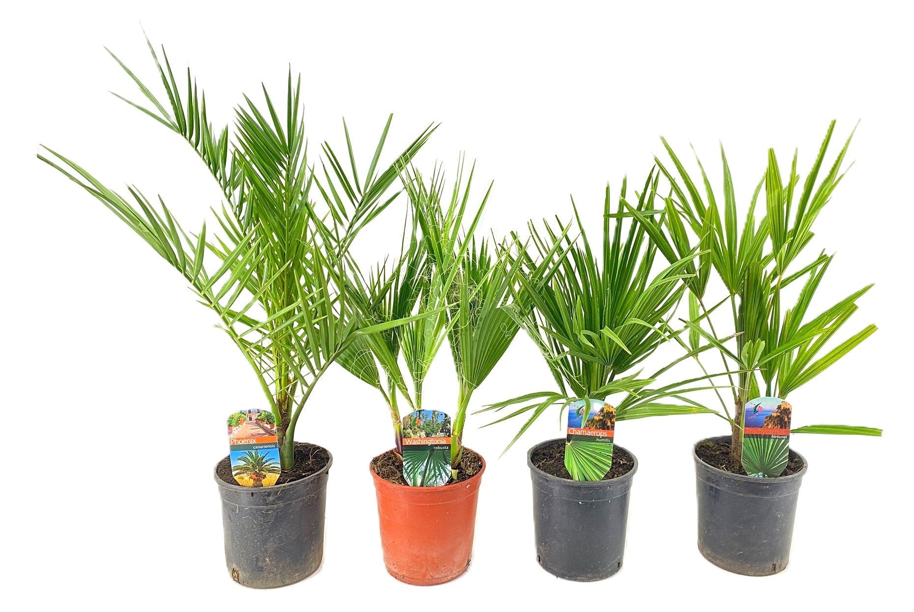 Palms mix 60cm 15cm Pot