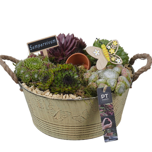 arr. Sempervivum 19cm 27cm Pot