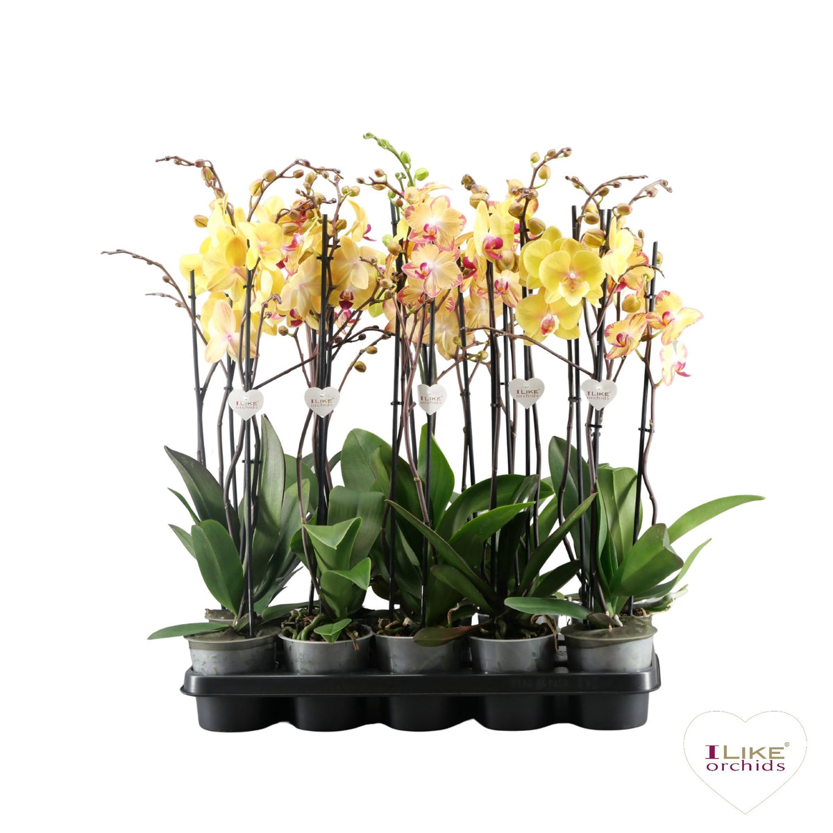 Phalaenopsis yellow 75cm 12cm Pot