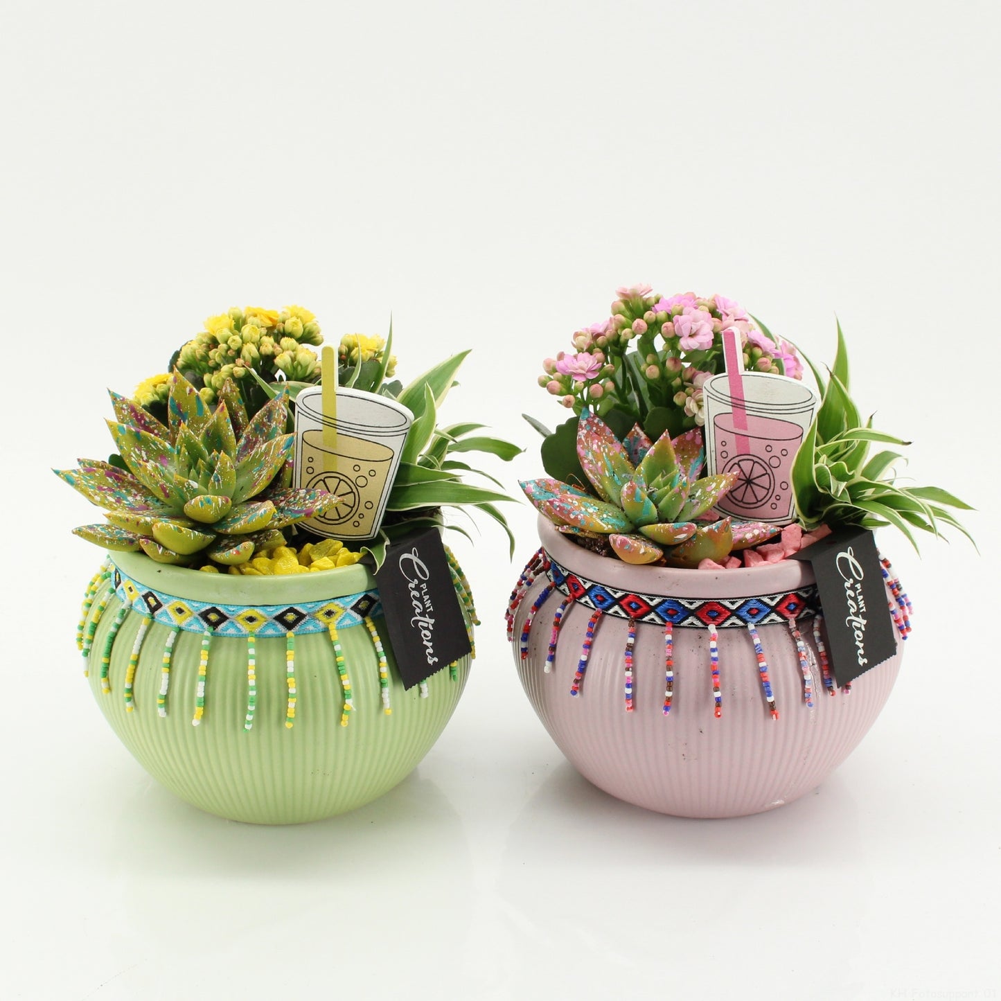 Indoor flowering arrangement 20cm 19cm Pot