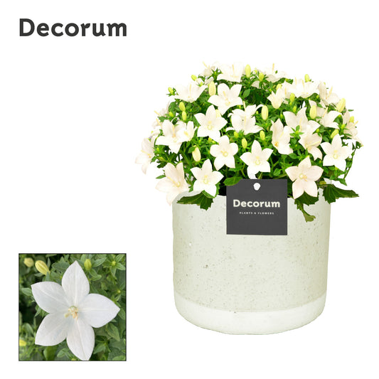 Campanula Atlanta White 22cm 14cm Pot