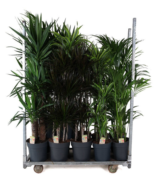 Foliage houseplants mix 160cm 31cm Pot