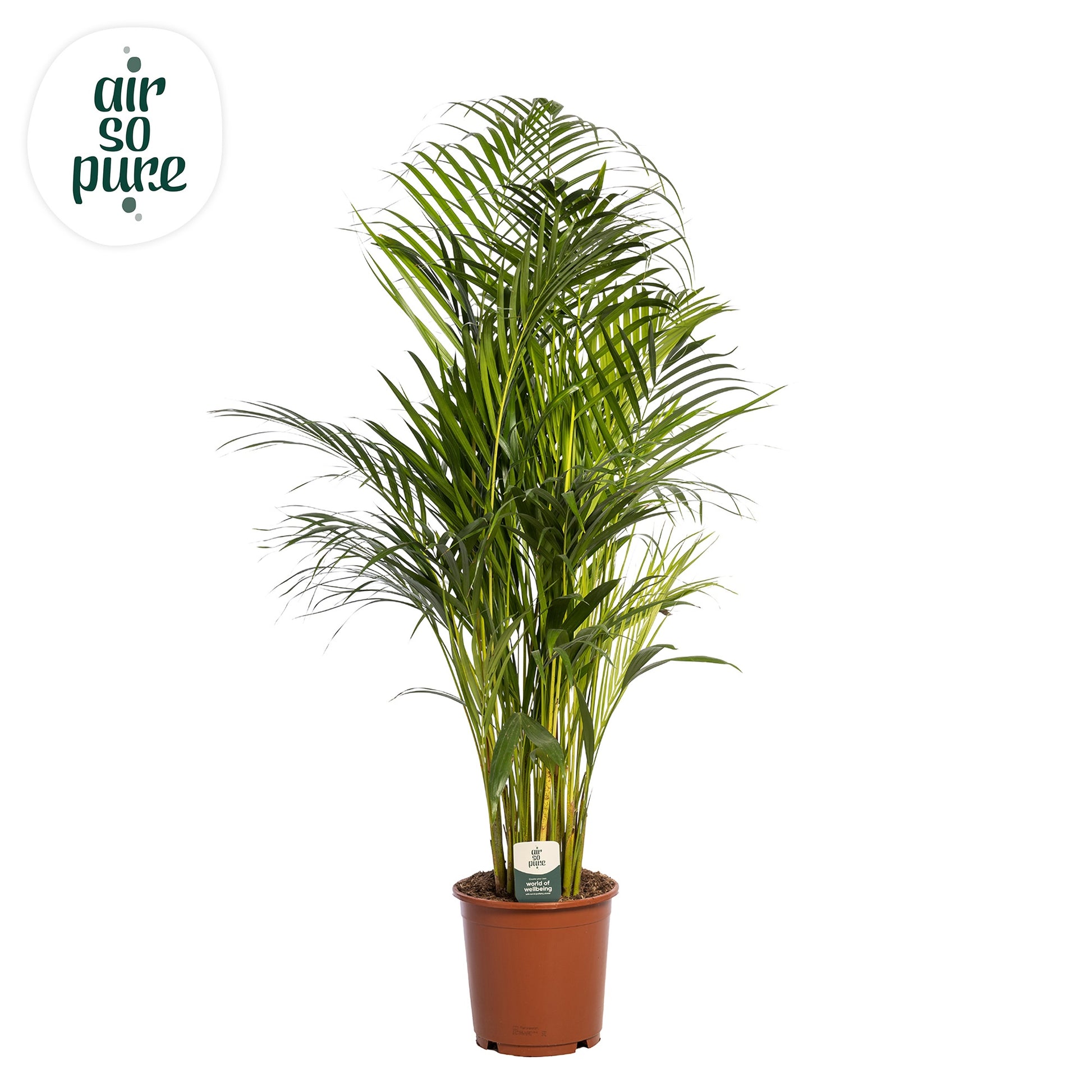 Dypsis lutescens 110cm 24cm Pot