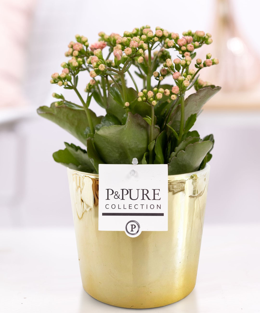 Kalanchoe Rosalina Don Alano 27cm 12cm Pot
