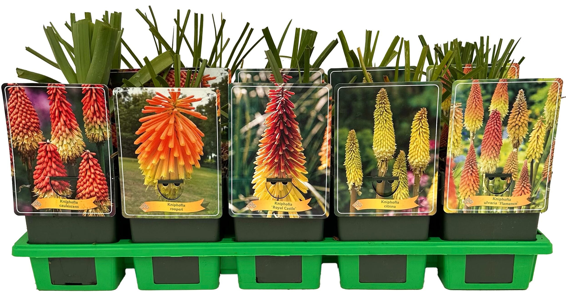 Kniphofia Uvaria 25cm 11cm Pot