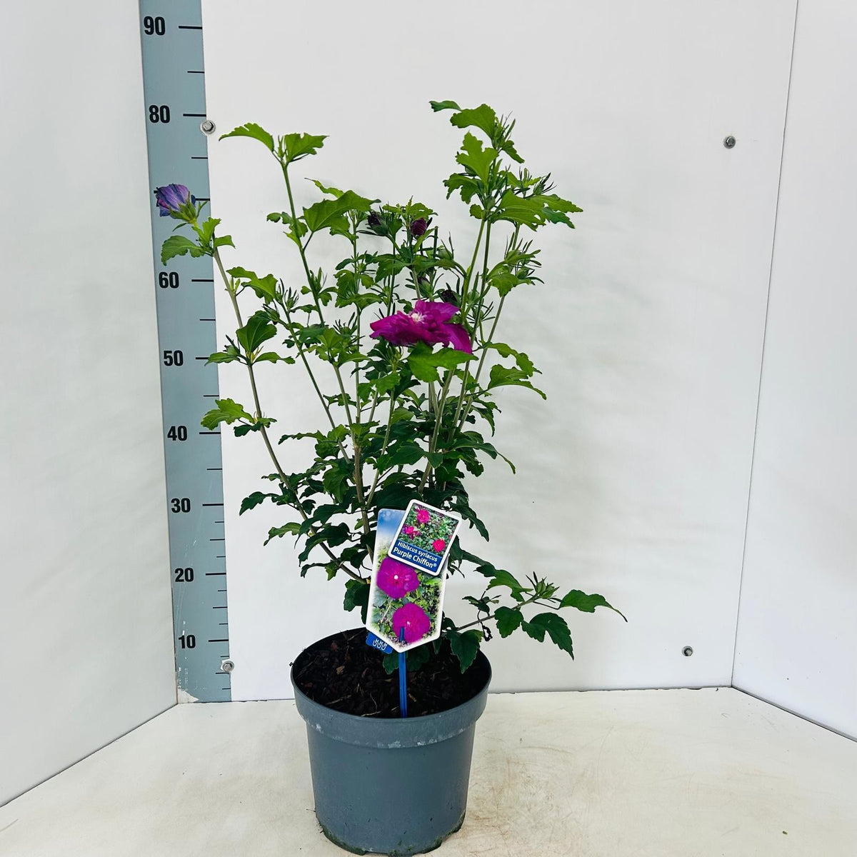 Hibiscus syriacus mix 75cm 23cm Pot