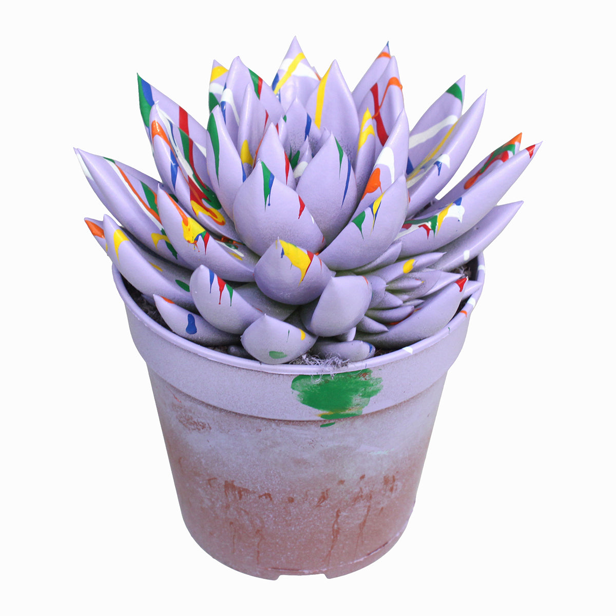 Echeveria colored Splash pastel purple 15cm 12cm Pot
