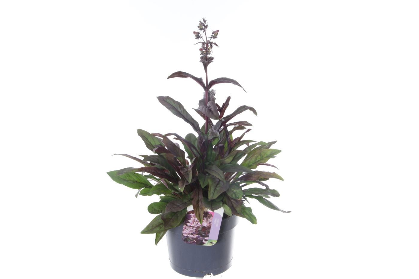 Penstemon digitalis 50cm 17cm Pot