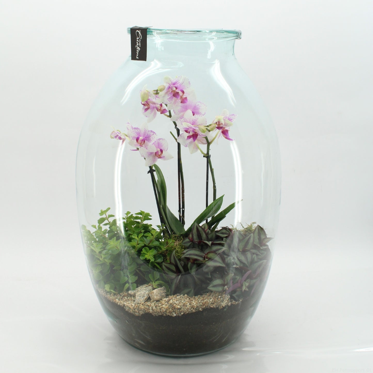 PHAL-2614RZ Phalaenopsis creatie terrarium 55cm 36cm Pot