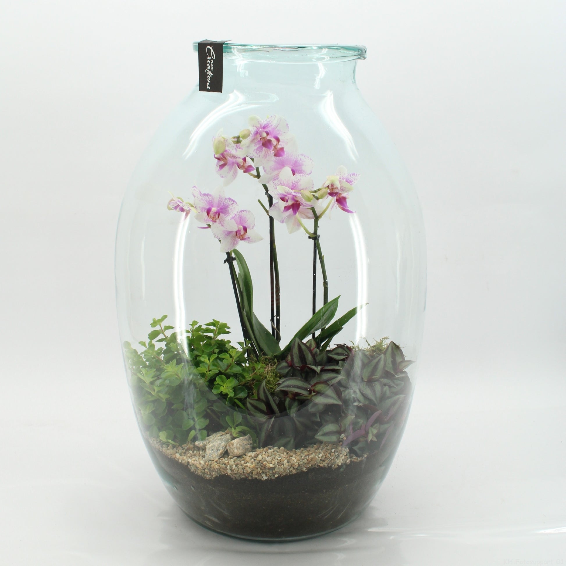 Phalaenopsis arrangement 55cm 36cm Pot
