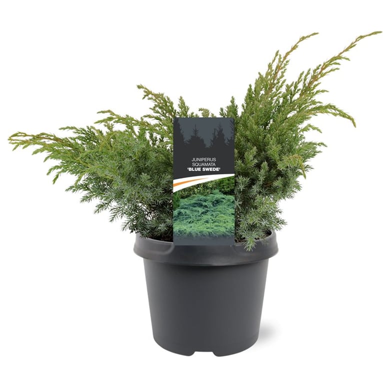 juniperus-blue-swede-35cm-19cm-pot