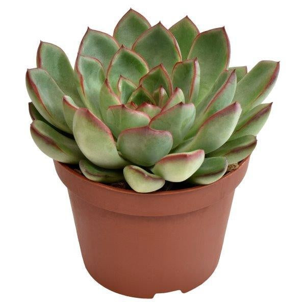 Echeveria Amado 12cm 510cm Pot