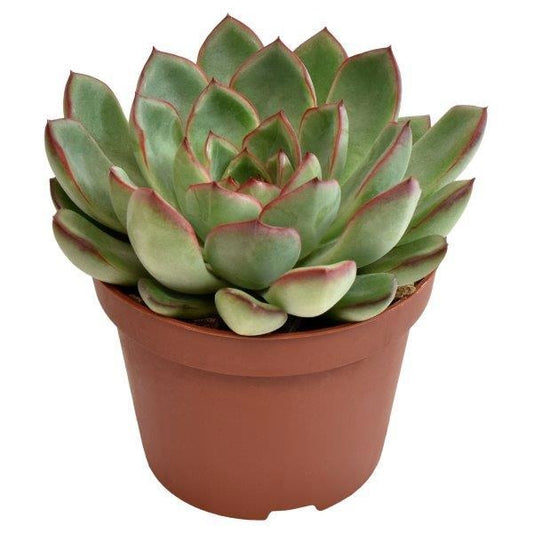 Echeveria Amado 12cm 510cm Pot