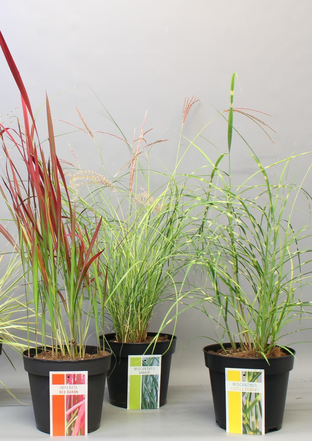 Grasses mix 55cm 17cm Pot