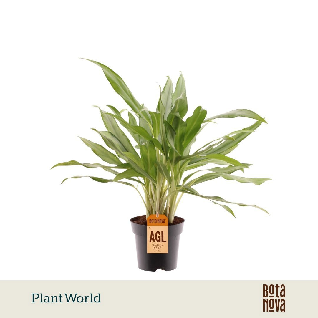 Plantworld Jogrow Aglaonema White Lance Pack of 7