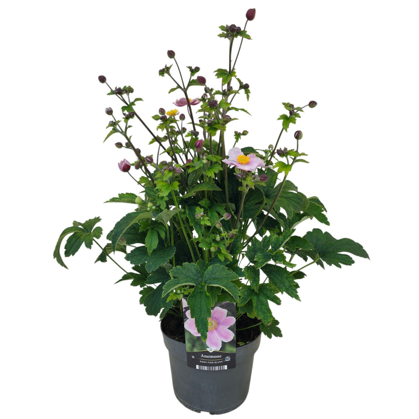 Anemone Japonica hybrids 65cm 17cm Pot
