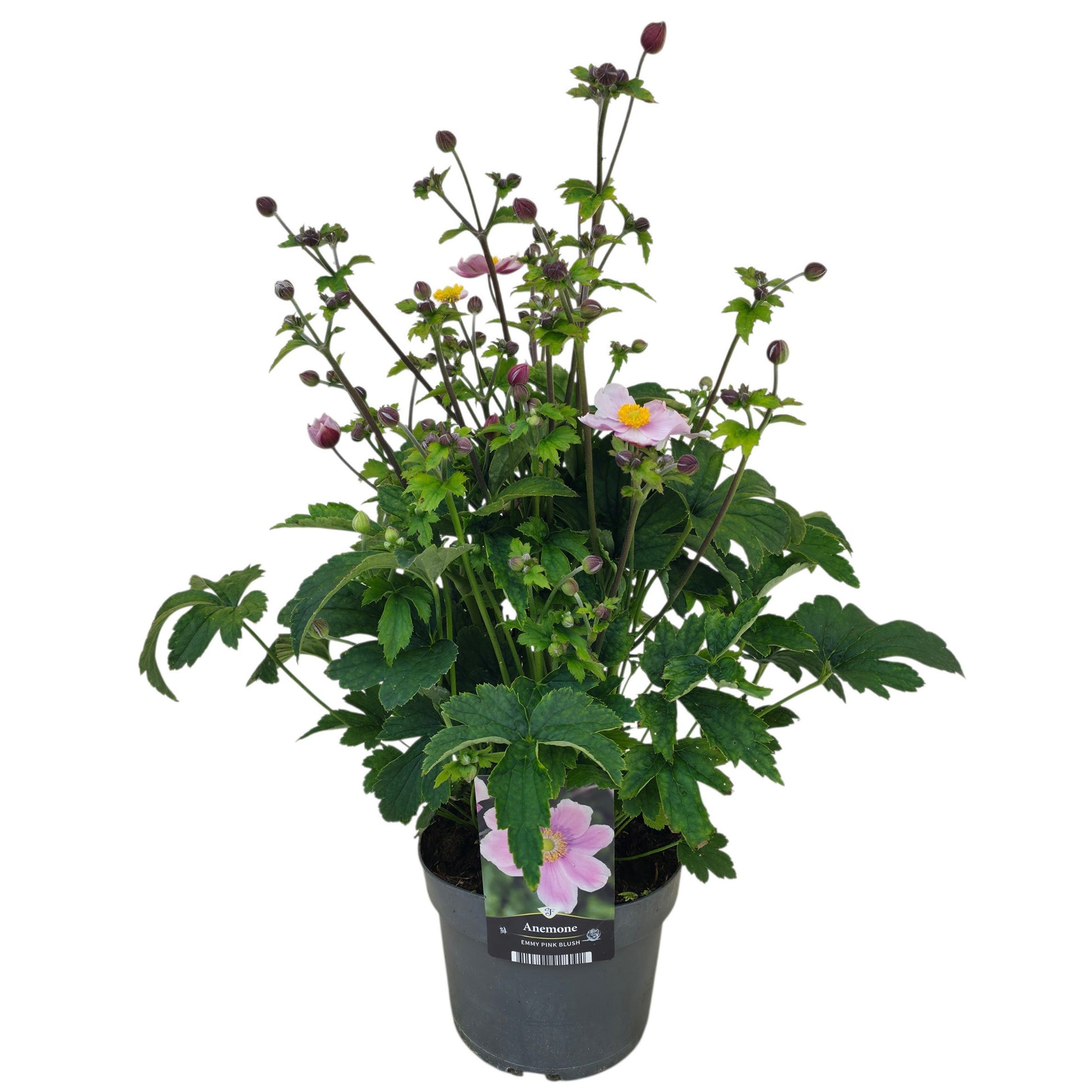 Anemone Japonica hybrids 65cm 17cm Pot