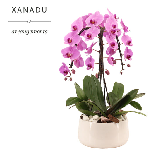 Xanadu Vientiane 60cm 24cm Pot