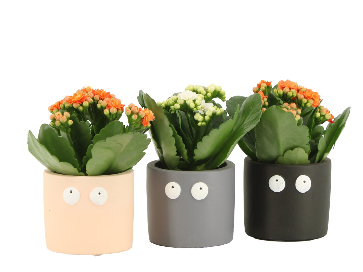 Kalanchoe Rosalina mix 15cm 6cm Pot