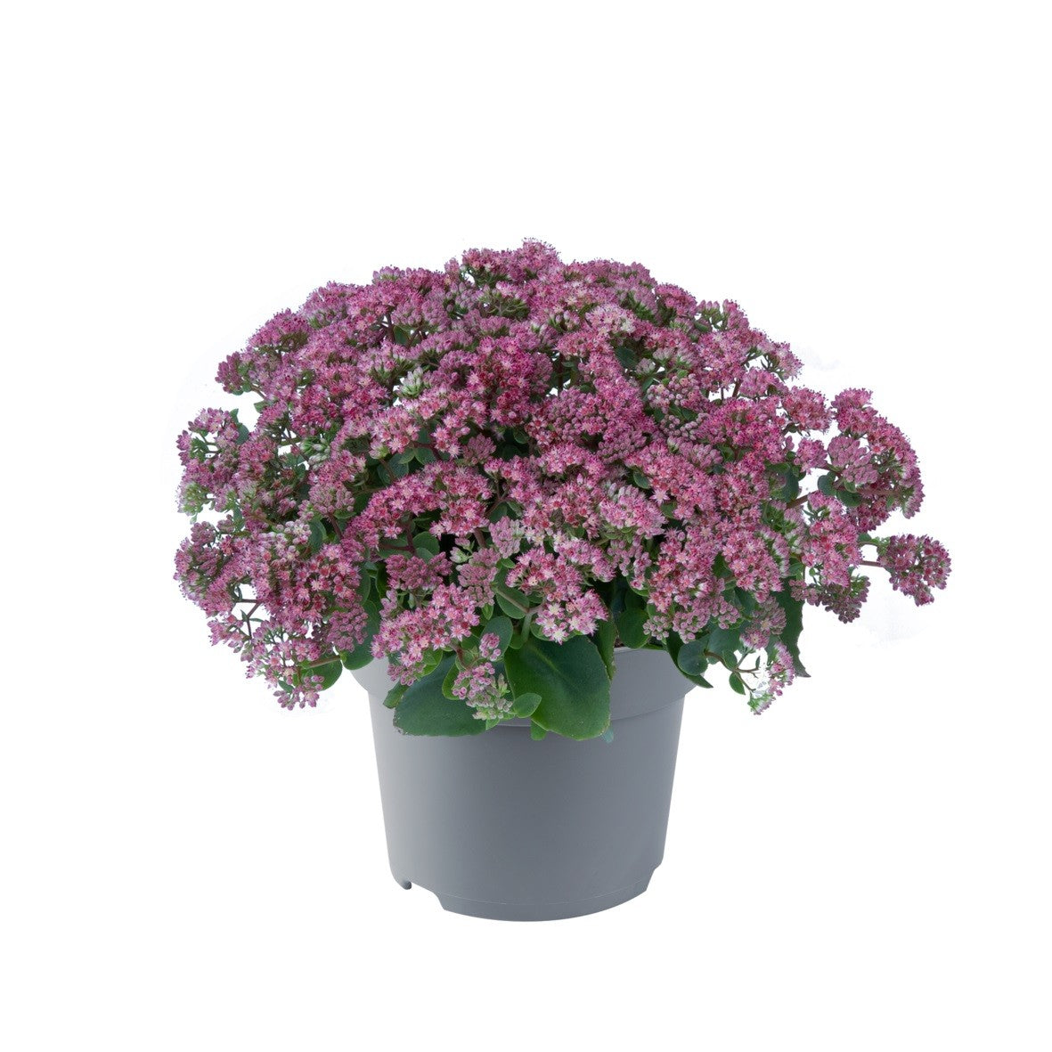 Sedum Seduction Rose Charm 45cm 19cm Pot