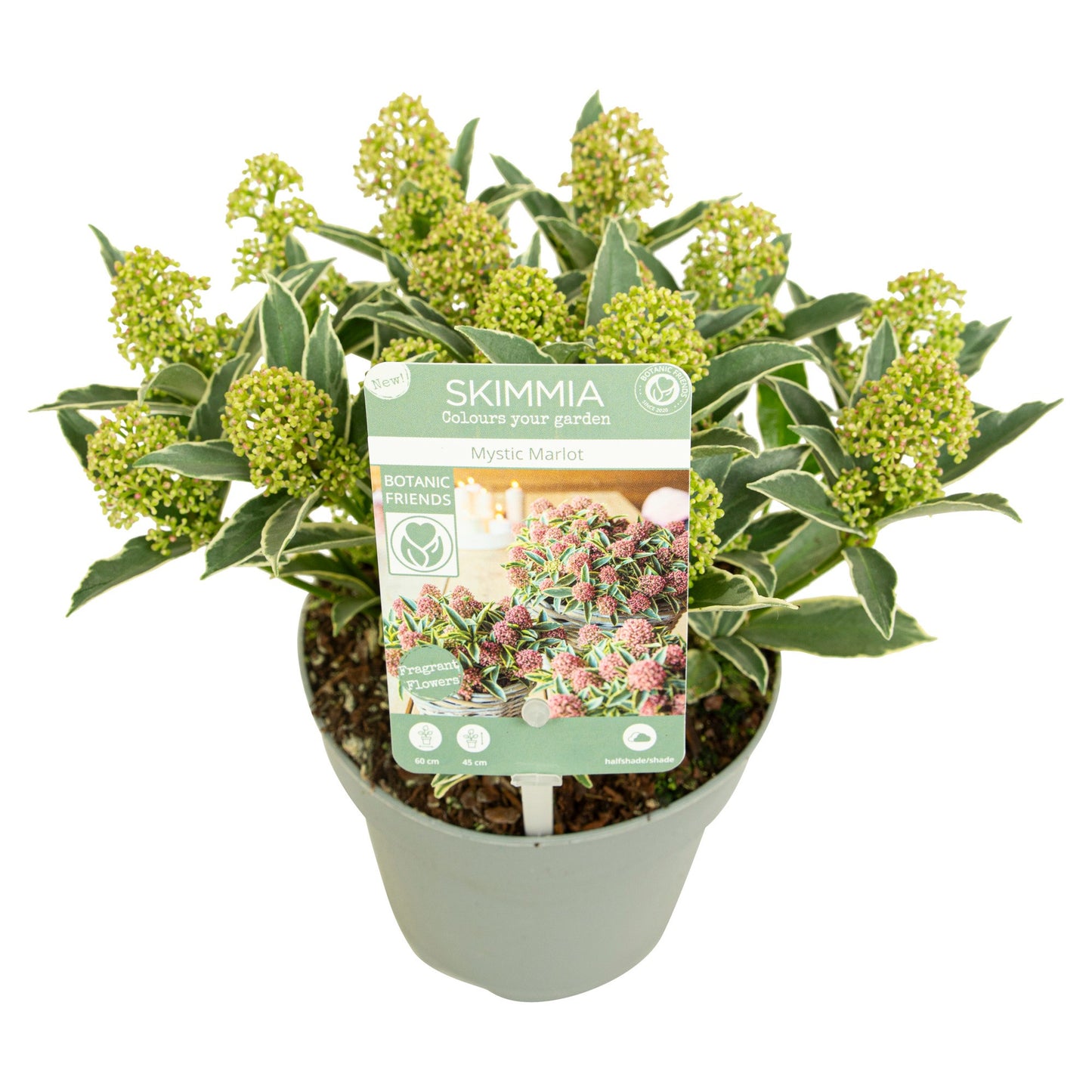 Skimmia japonica Magic Marlot 22cm 13cm Pot
