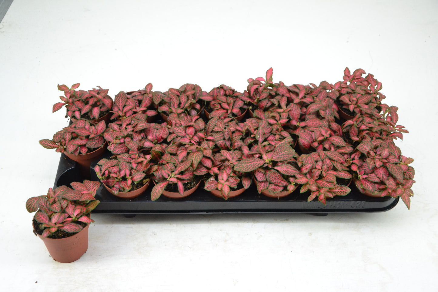 Fittonia red Star 12cm 8.5cm Pot