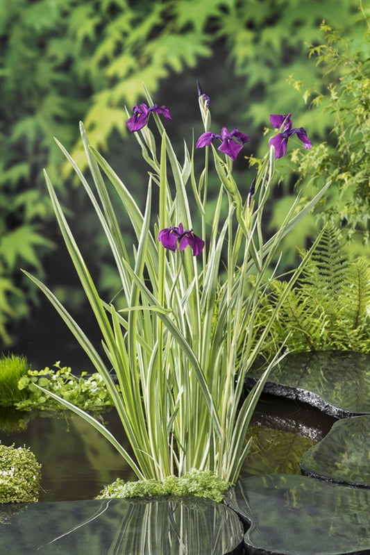 Iris kaemferi Variegata 30cm 18cm Pot