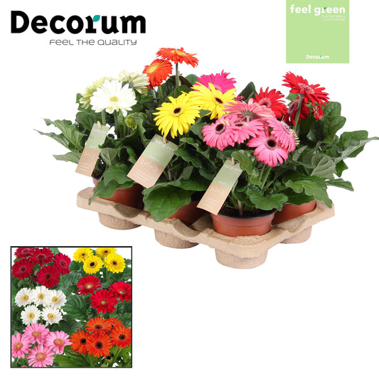 Gerbera mix 20cm 12cm Pot