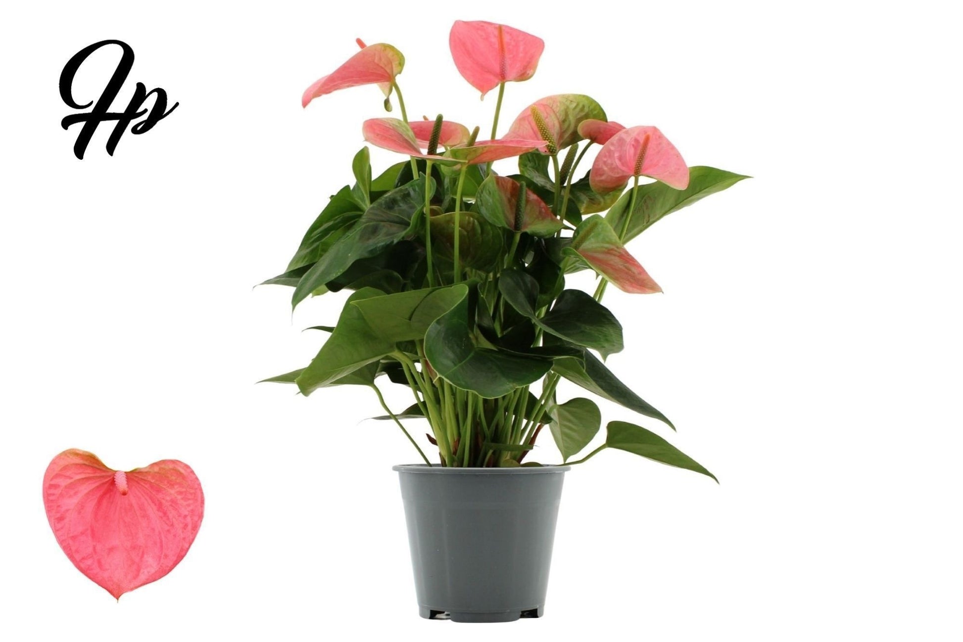 Anthurium Sweet Dream 45cm 14cm Pot