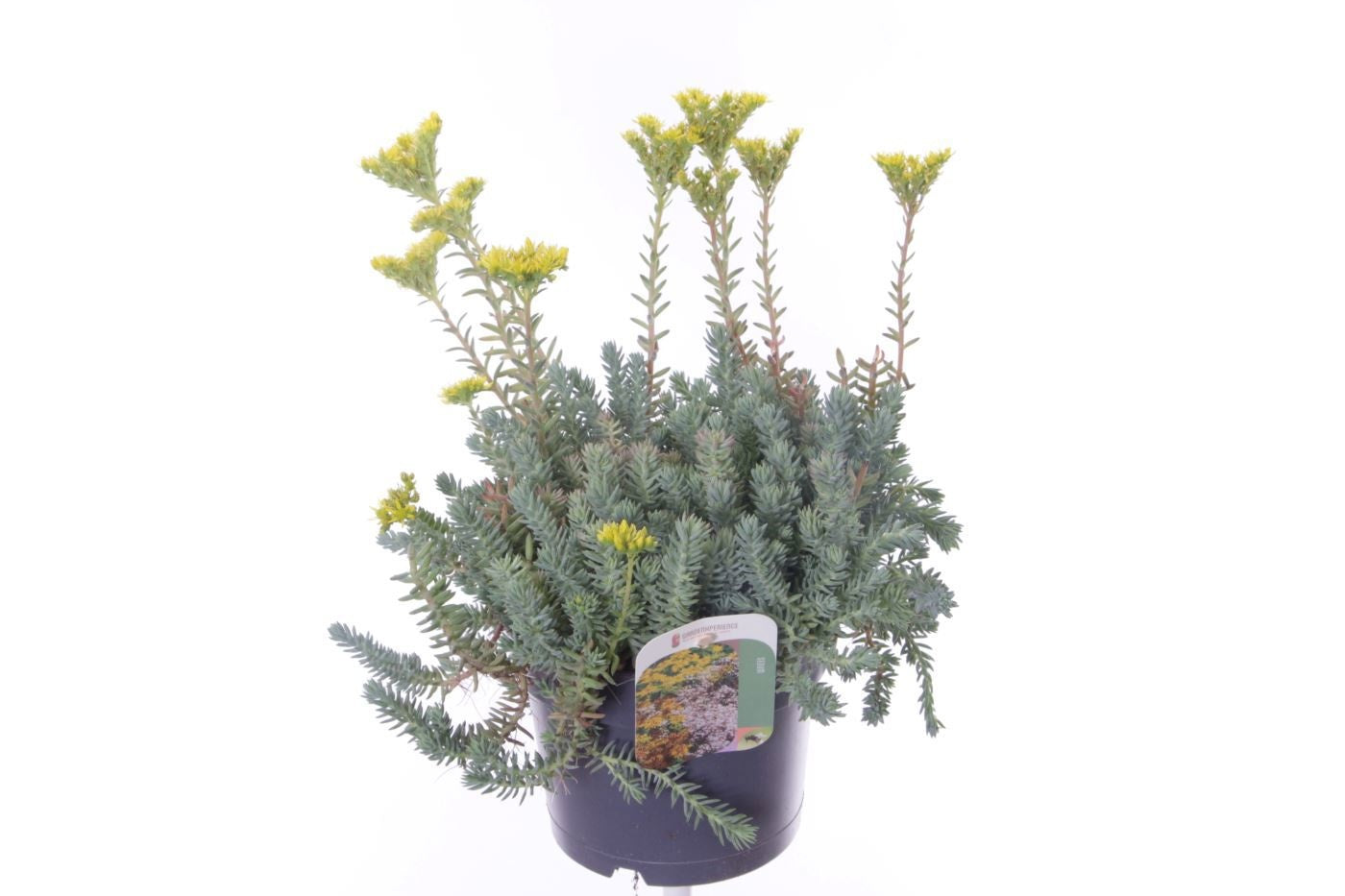 Sedum reflexum 35cm 17cm Pot