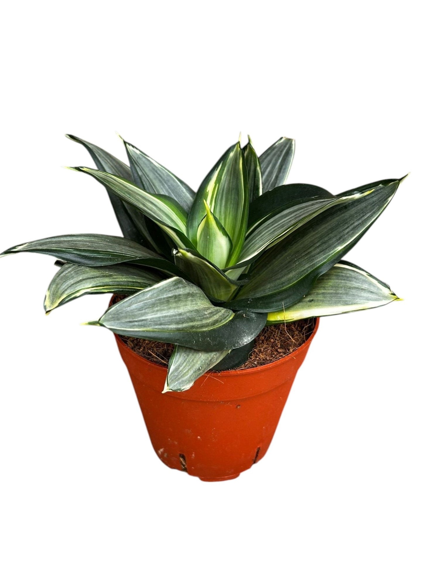 Sansevieria trifasciata 20cm 12cm Pot