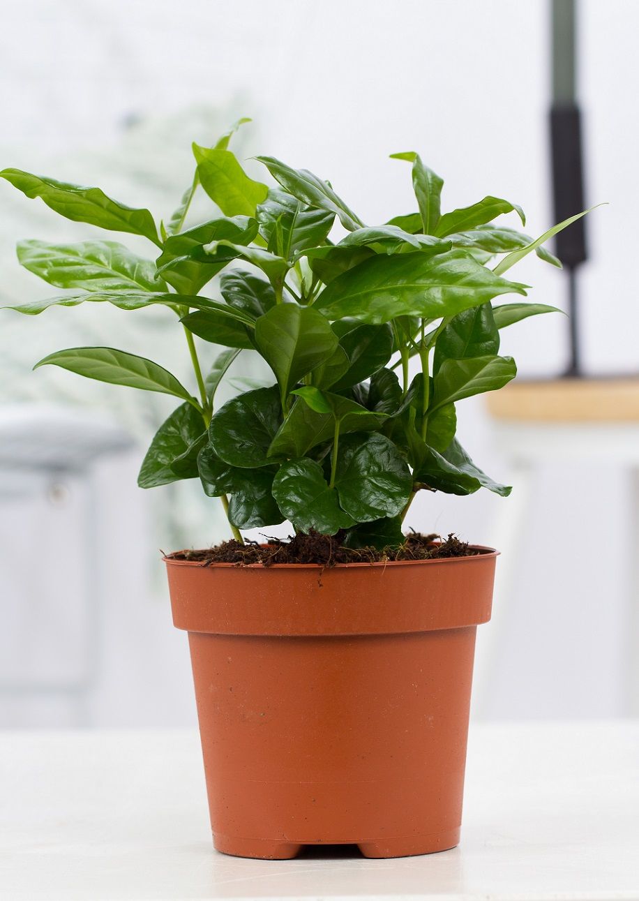 Coffea arabica 20cm 12cm Pot