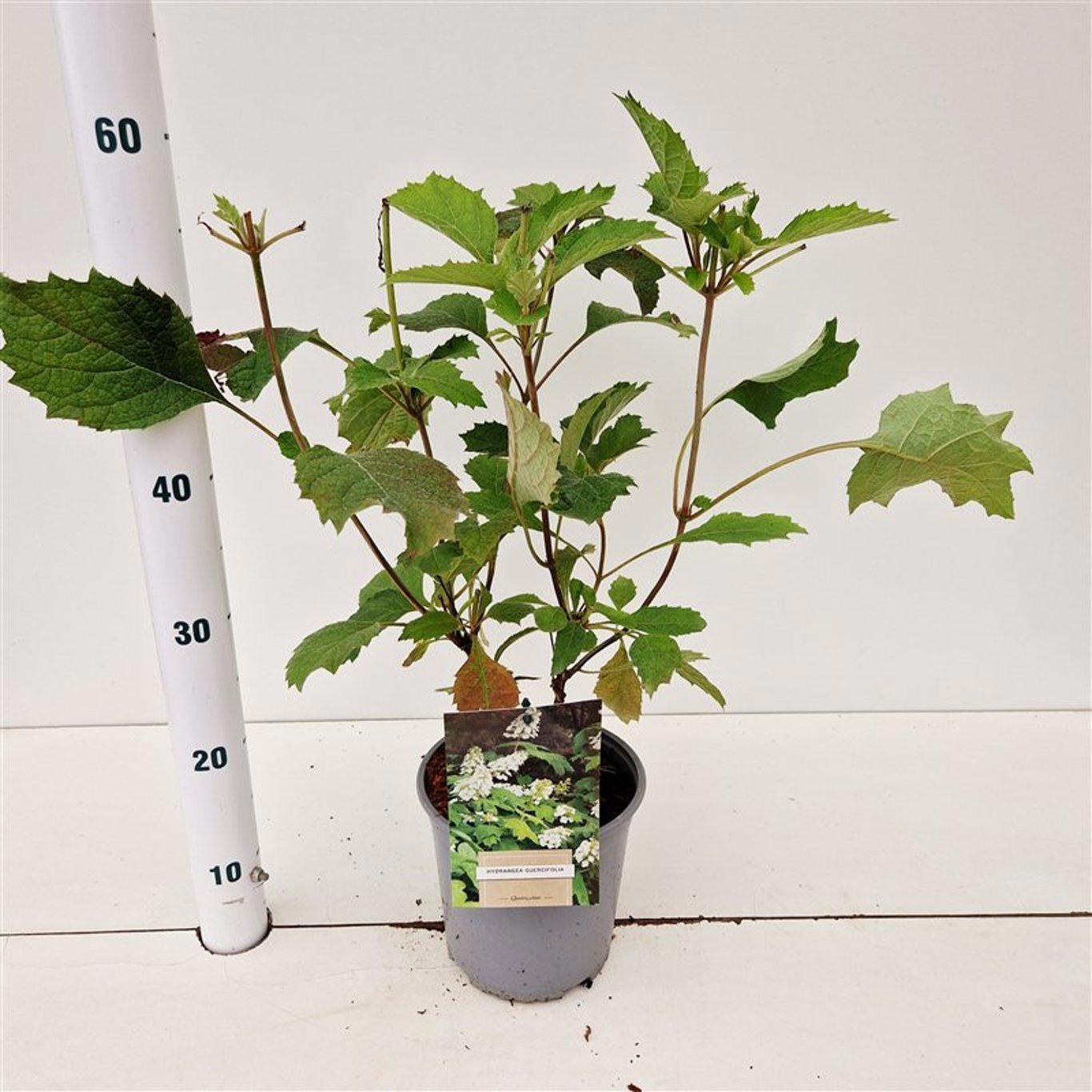 About Plants Zundert BV Hydrangea quercifolia Pack of 6