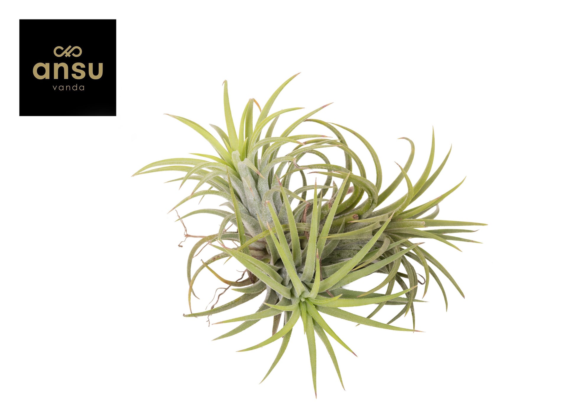 Ansu Tillandsia Creative red Pack of 6