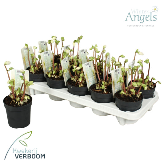 Helleborus niger Verboom Beauty 15cm 10.5cm Pot