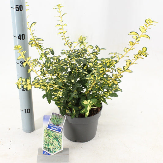 Euonymus Blondy 20cm 17cm Pot