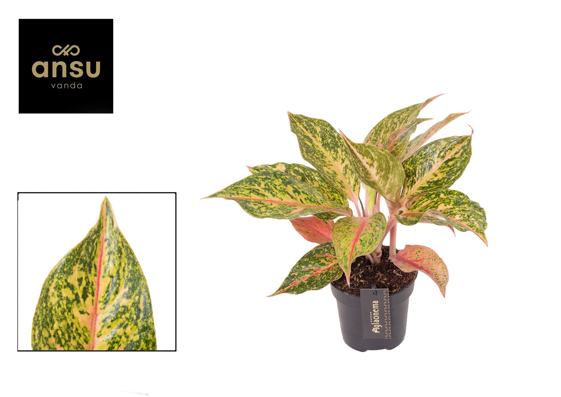 Aglaonema Hybrid 45cm 12cm Pot