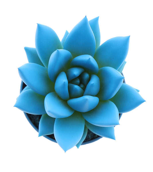 Euro Cactus Holland Bv Rainbow sky blue Pack of 20