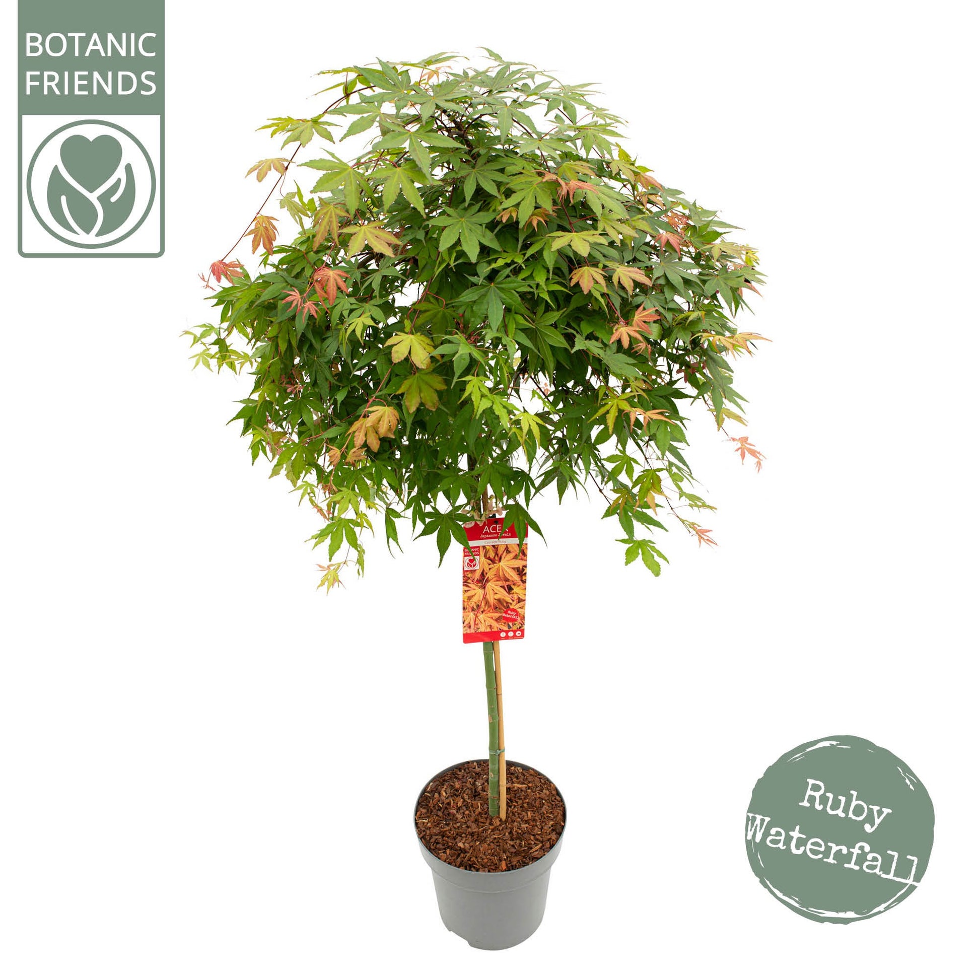 Acer palmatum 160cm 30cm Pot