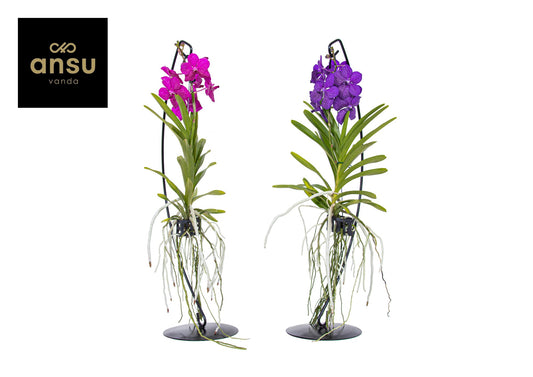 Vanda mix 70cm 15cm Pot