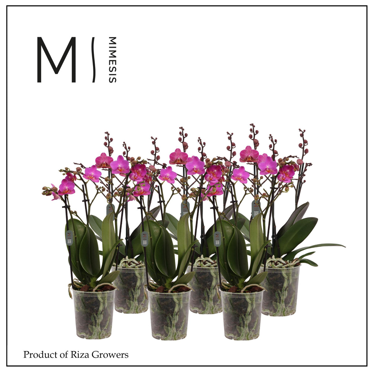 Phalaenopsis pink 50cm 12cm Pot