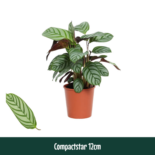 Ctenanthe Compactstar 40cm 12cm Pot