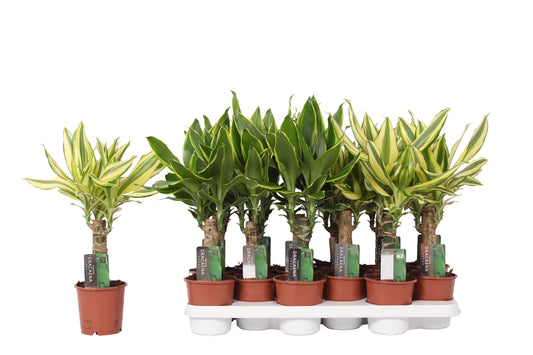 Dracaena fragrans mix 45cm 11cm Pot