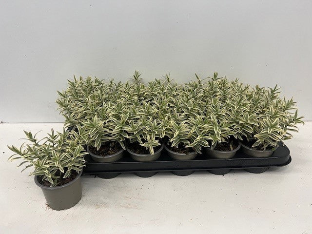Hebe Celebration 18cm 9cm Pot