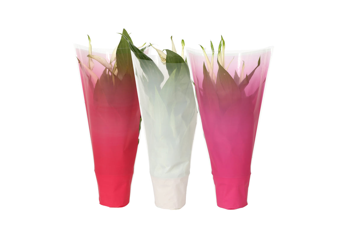 Spathiphyllum Pearl Cupido 35cm 9cm Pot