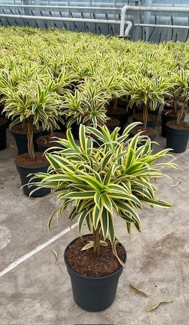 Dracaena ref. Song of India braided standard 60cm 21cm Pot